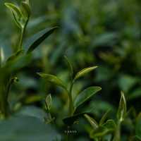 ไร่ชาลุงเดช อ.แม่แตง จ.เชียงใหม่ 🌱✨