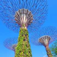 The best futuristic Super tree in Singapore I