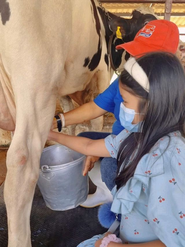 🐮 นมวัวแดง พาลูกเที่ยวเกษตร ธรรมชาติ สระบุรี 
