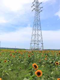 ˗ˏˋ まるでオランダ🇳🇱なひまわり畑🌻 ˎˊ˗