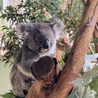 悉尼親親無尾熊🐨親親袋鼠🦘（費瑟戴爾野生動物園）