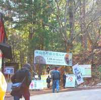 長野景點｜冬季到長野看野生獼猴泡溫泉—長野地獄谷野猿公苑