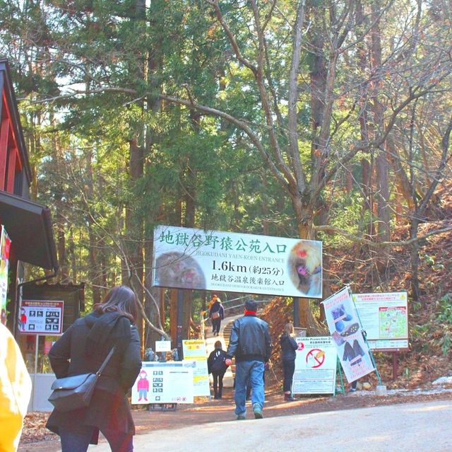 長野景點｜冬季到長野看野生獼猴泡溫泉—長野地獄谷野猿公苑