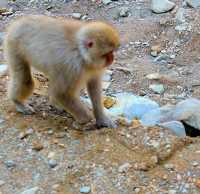 長野景點｜冬季到長野看野生獼猴泡溫泉—長野地獄谷野猿公苑