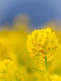 12000本咲き乱れる菜の花畑✨いまが見頃！滋賀県の絶景スポット「第1なぎさ公園　菜の花畑」