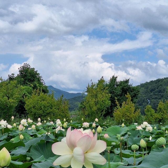 양평 세미원