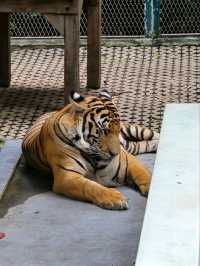 Tiger Park Pattaya ใกล้ชิดเสือตัวเป็นๆ