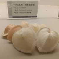 「旗津海岸公園遊客中心」貝殼博物館，增廣見聞