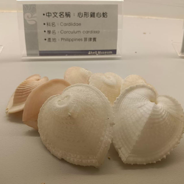 「旗津海岸公園遊客中心」貝殼博物館，增廣見聞