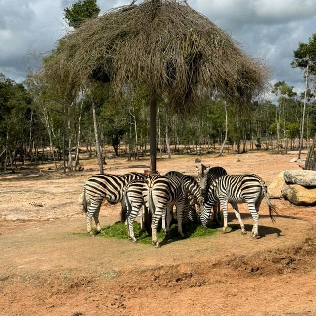 An Unforgettable Wildlife Adventure at VinPearl Safari Phu Quoc