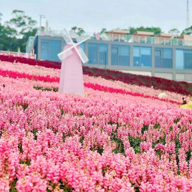 【廈門梅海花台】自然美景，值得一遊