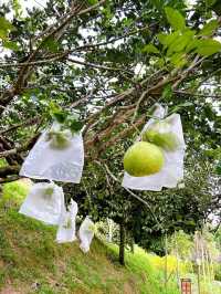 Nature and Family Fun at Bentong Farm