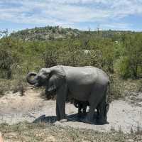 Kruger Safari: Wild Adventures and Epic Encounters