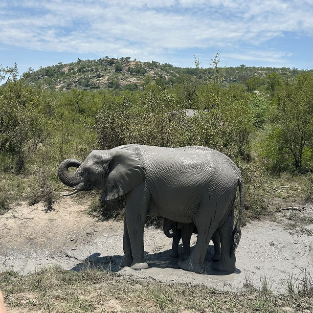 Kruger Safari: Wild Adventures and Epic Encounters