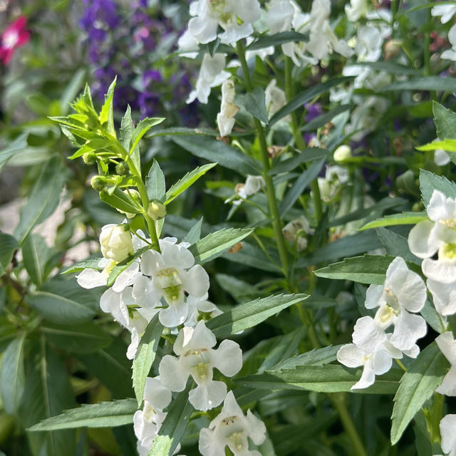 Prettiest when you see them blooms