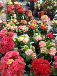 CHIANGMAI FLOWER FESTIVAL 