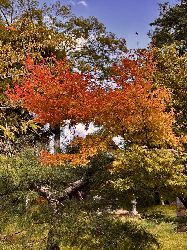 Fall Colors at Seiryo-ji Temple, Kyoto 🍁