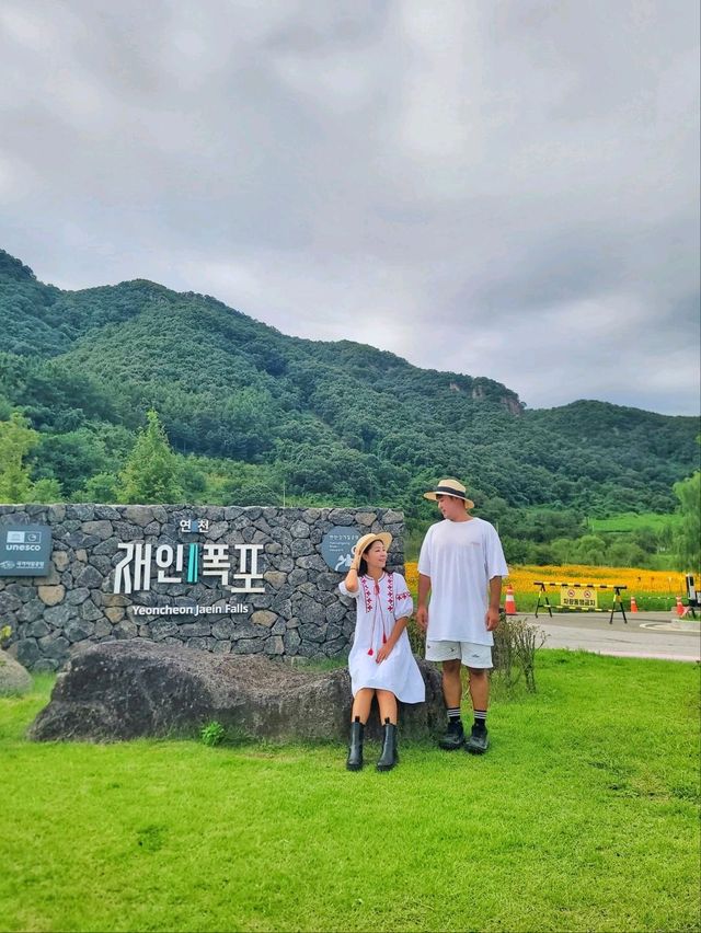 현시각 가장 아름다운 황화코스모스 꽃밭🧡