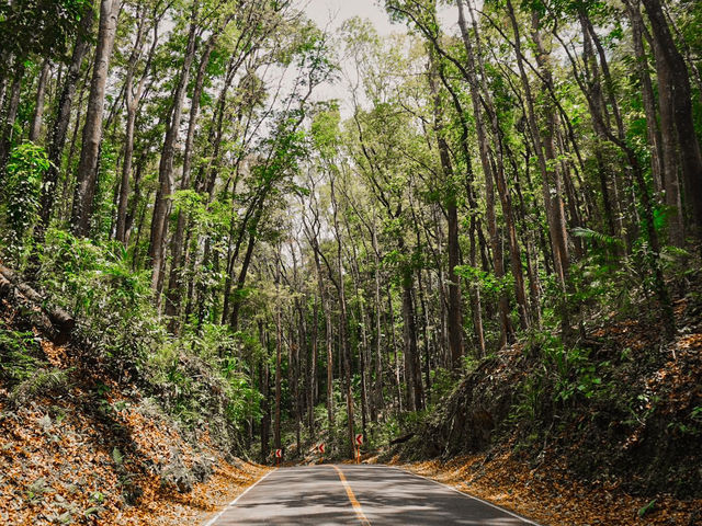 Bohol Tarsier Conservation Area