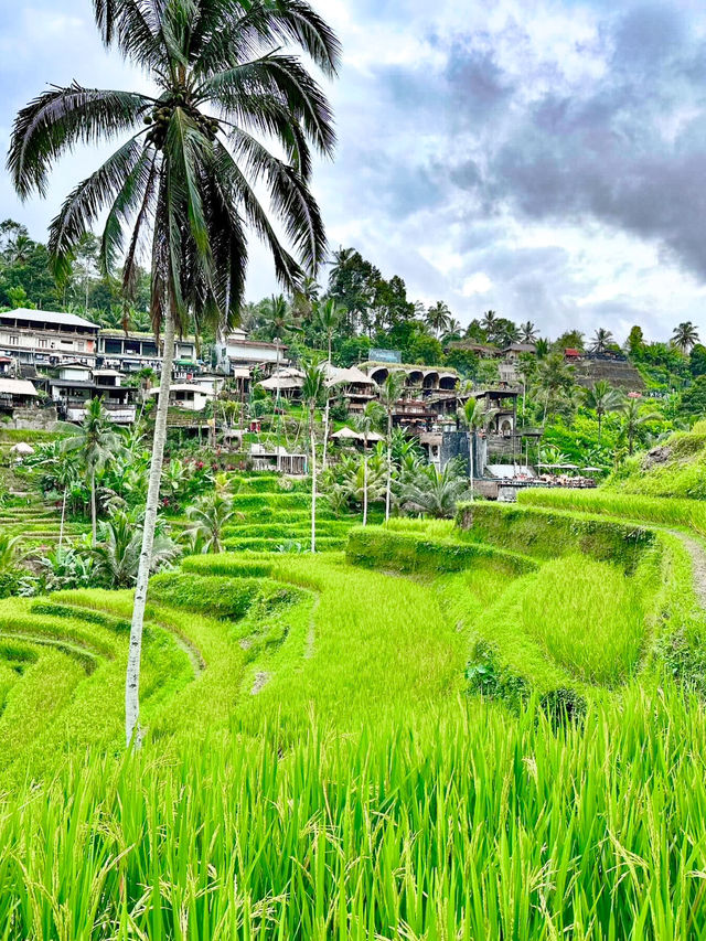 Embracing Nature at Ceking Rice Terrace