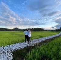 วิวทุ่งนาบ้านนาต้นจั่น