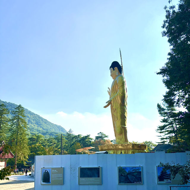 보은 법주사 국화축제