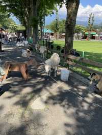 【静岡/富士宮】ワイルドBBQにヤギのお散歩⁉︎