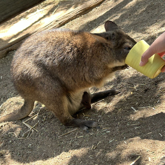雪梨野生動物園0距離接觸