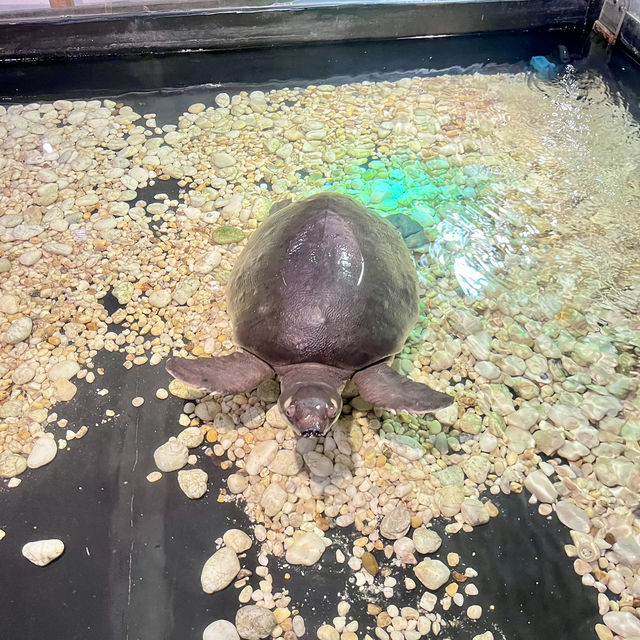 Pata Zoo Bangkok 
