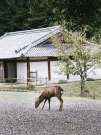 與小鹿親密接觸！奈良公園輕鬆遊記
