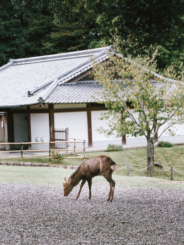 與小鹿親密接觸！奈良公園輕鬆遊記