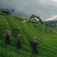 นาขั้นบันได มูกางจ๋าย