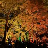 อุทยานแห่งชาติชินจูกุเกียวเอน(งาน light up autumn)