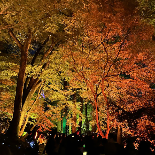อุทยานแห่งชาติชินจูกุเกียวเอน(งาน light up autumn)