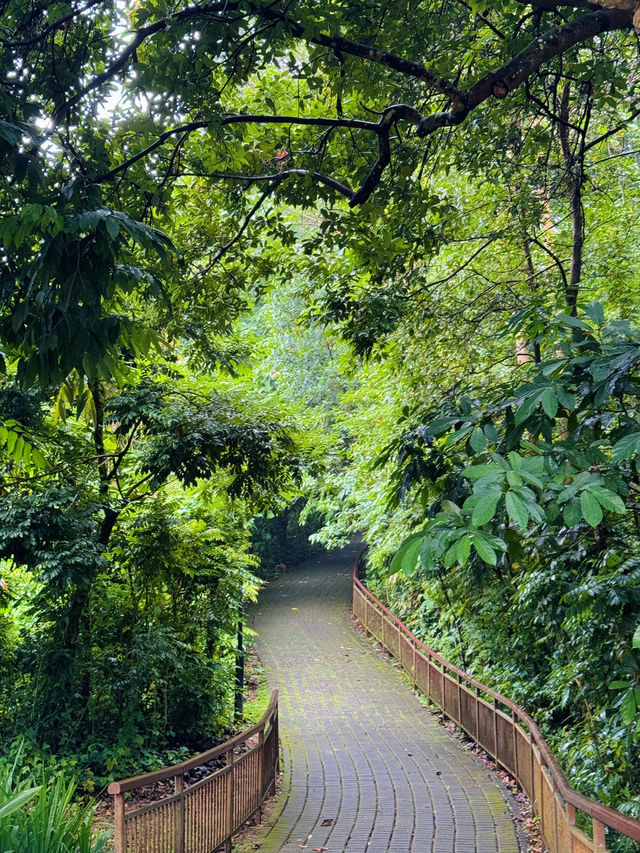 🇸🇬 A Refreshing Escape: Exploring Bukit Batok Nature Park