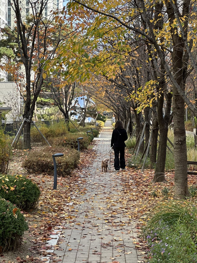 단지 중앙에 예쁜 단풍과 🌳 소담한 산책길을 경험할 수 있는 송파 공원 여행지 추천🍁