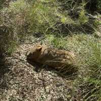 Adelaide Cleland Wildlife Park