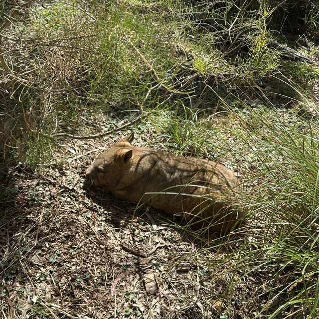 Adelaide Cleland Wildlife Park