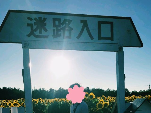 【秋田×道の駅】夏のひまわり迷路でワクワク体験！