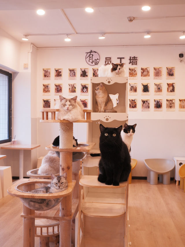 𖤣𖤥深圳貓Cafe｜親人的貓是最惹人疼