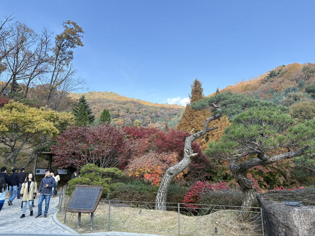 형형색색의 한국의 가을로 오세요 🍂