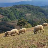 🐑 “อาข่า ฟาร์มวิลล์” ฟาร์มแกะเปิดใหม่เชียงราย 