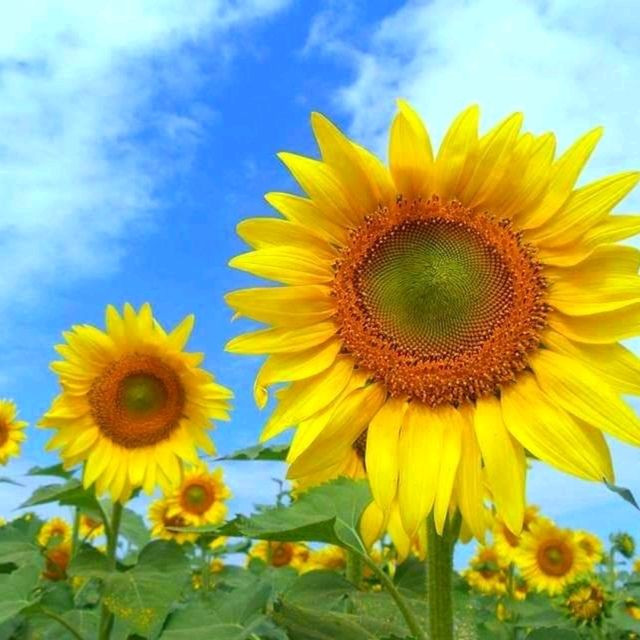 ไร่มณีศร เขาใหญ่ อันซีนโคราช  