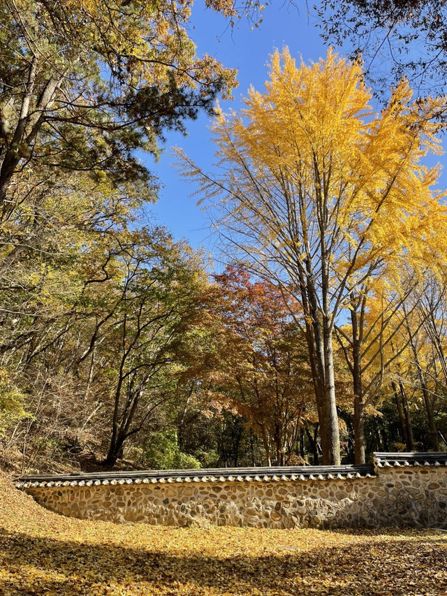 파주 은행나무 맛집 이이유적💛