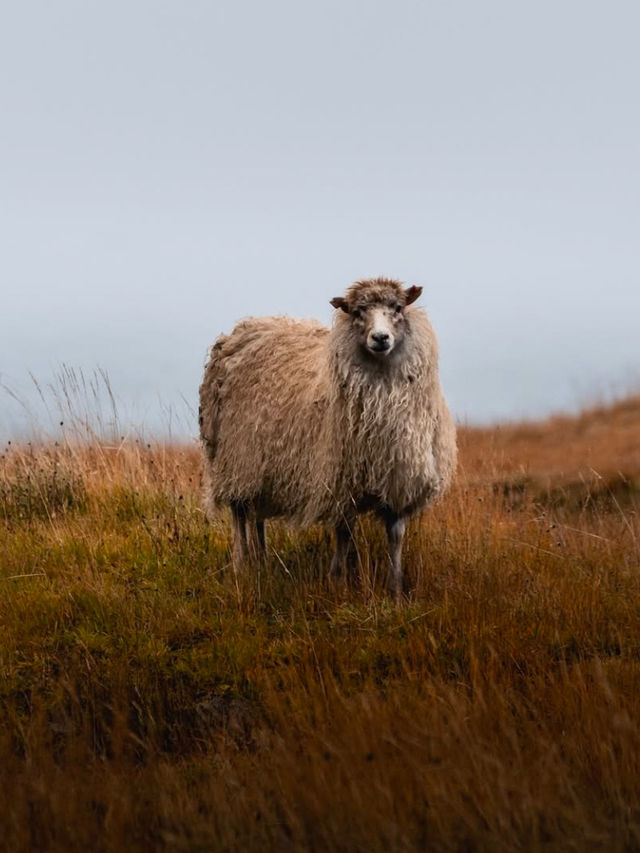 Waterfalls, and Sheep Staring Contests: A Day in the Faroe Islands