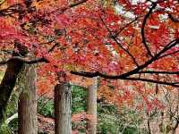 北野天滿宮-千年寺廟，壯觀楓海令人感動