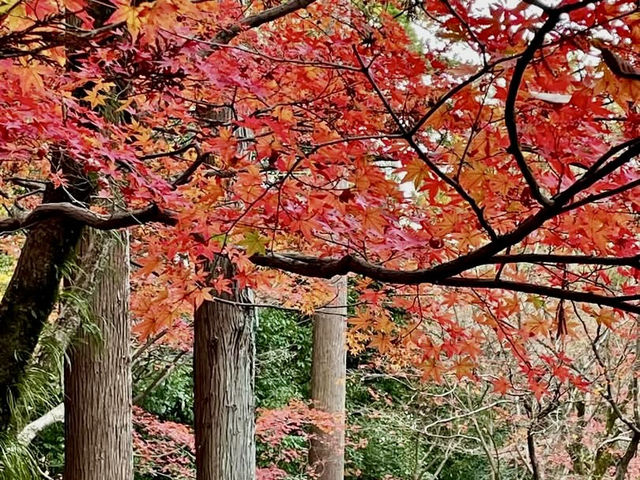 北野天滿宮-千年寺廟，壯觀楓海令人感動