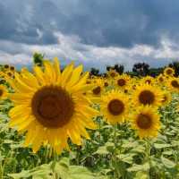 A sea of little suns