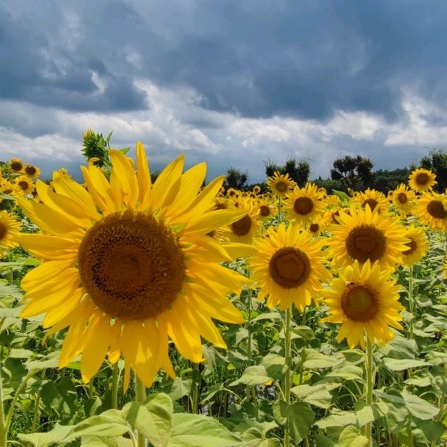 A sea of little suns