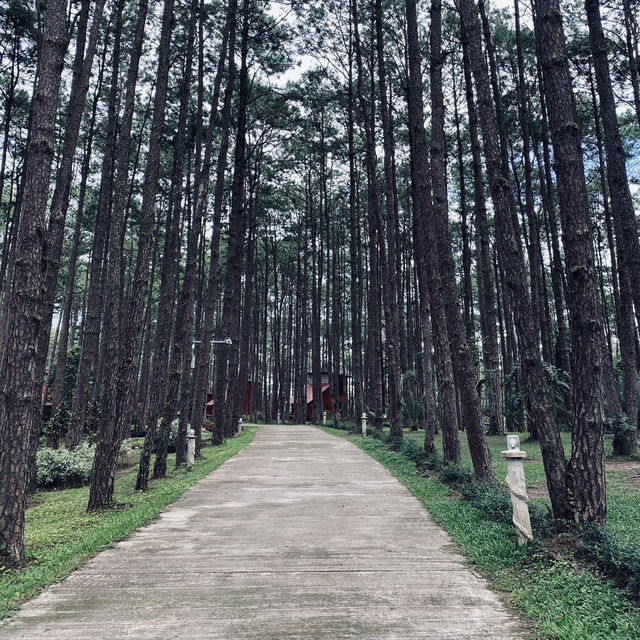 สวนป่าดอยบ่อหลวง องค์การอุตสาหกรรมป่าไม้ เชียงใหม่